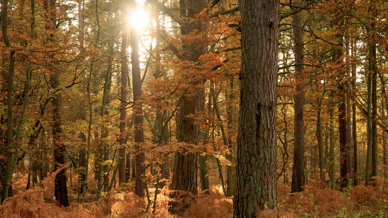 Low autumn sun shining through trees at Witley and Milford Commons, Surrey